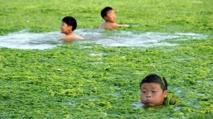 invasión de algas 